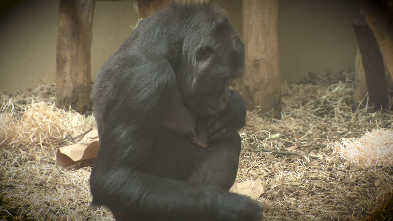 Gorilla-Nachwuchs (Foto: SAT.1 NRW)