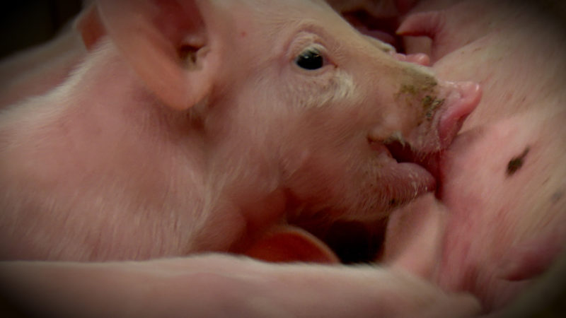 Ferkel ausgesetzt im Ruhrgebiet (Foto: SAT.1 NRW)