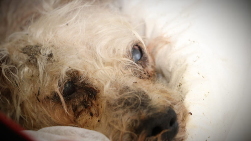 Prozess: Mann warf Hund von Brücke (Foto: SAT.1 NRW)