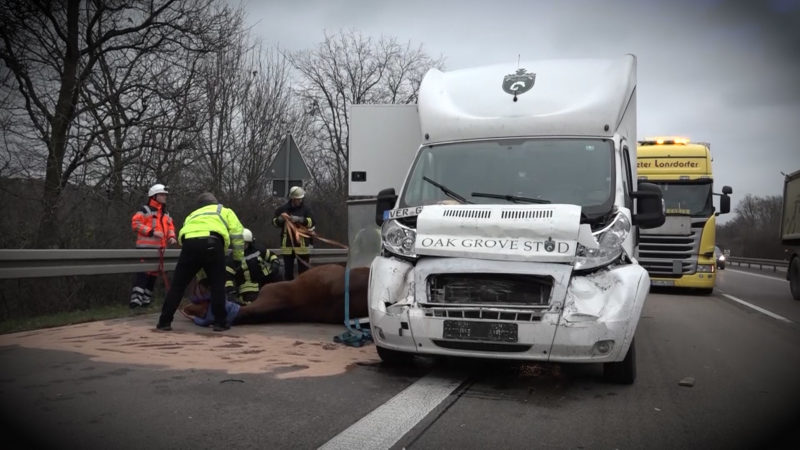 PFERDE SCHWER VERLETZT (Foto: SAT.1 NRW)