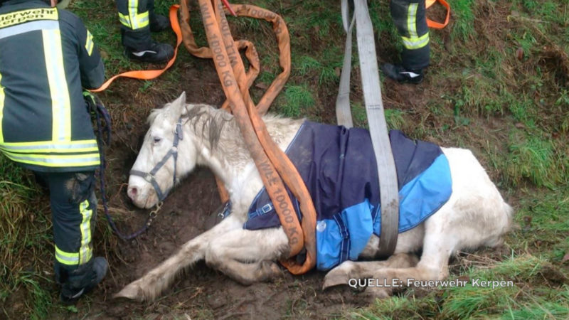 Blindes Pferd nach Rettung daheim (Foto: SAT.1 NRW)
