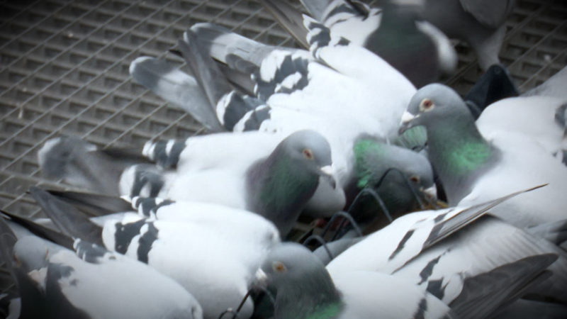 Profi-Tauben aus Eschweiler (Foto: SAT.1 NRW)