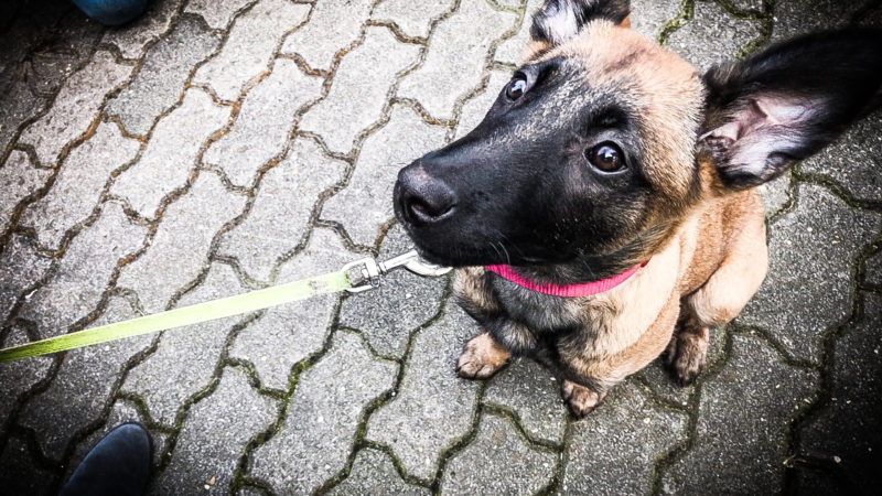 Tierischer Neuzugang der Polizei Duisburg (Foto: SAT.1 NRW)