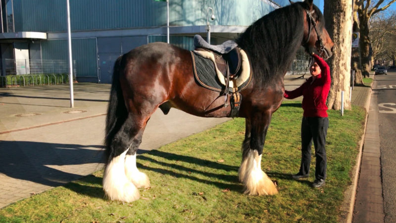 Riesenpferd in Krefeld (Foto: SAT.1 NRW)