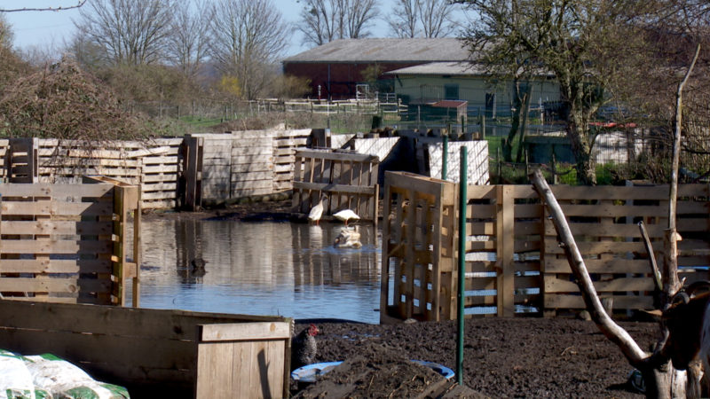 Gnadenhof wieder vor dem Aus (Foto: SAT.1 NRW)