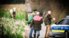 Polizei jagt Kühe (Foto: SAT.1 NRW)