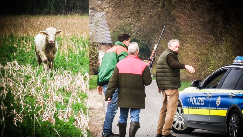 Polizei jagt Kühe (Foto: SAT.1 NRW)