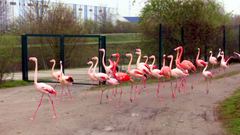 Flamingos ziehen um (Foto: SAT.1 NRW)