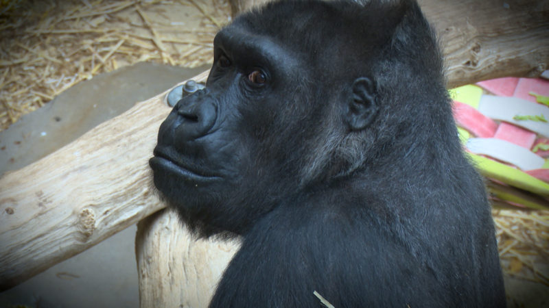 ÄLTESTER GORILLA FEIERT GEBURTSTAG (Foto: SAT.1 NRW)