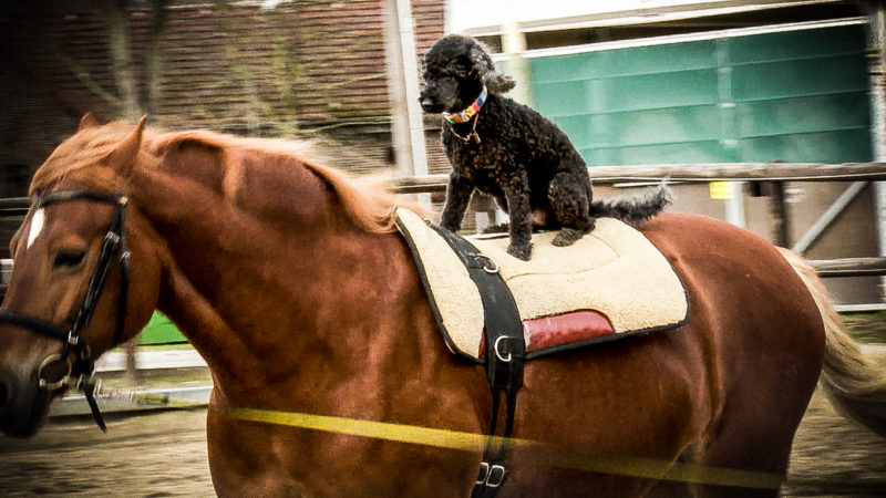 Hunde reiten auf Pferden (Foto: SAT.1 NRW)