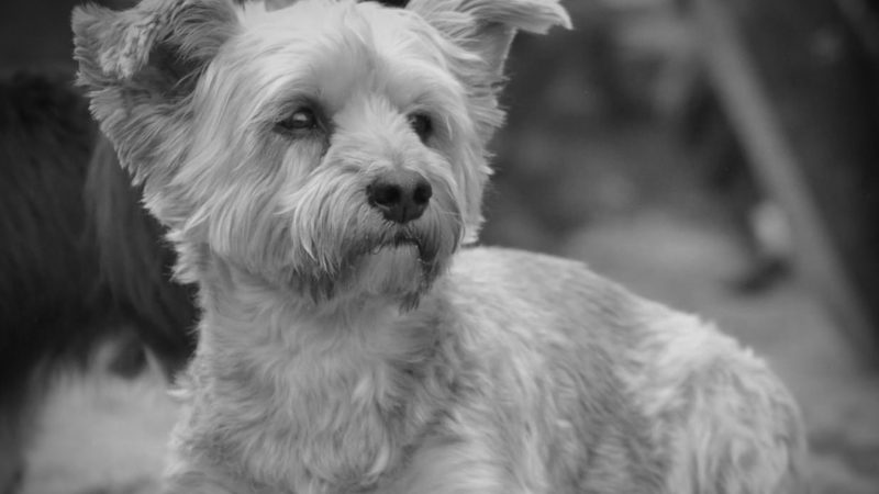 POLIZEIHUND BEISST TERRIER TOT (Foto: SAT.1 NRW)