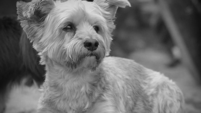 POLIZEIHUND BEISST TERRIER TOT (Foto: SAT.1 NRW)