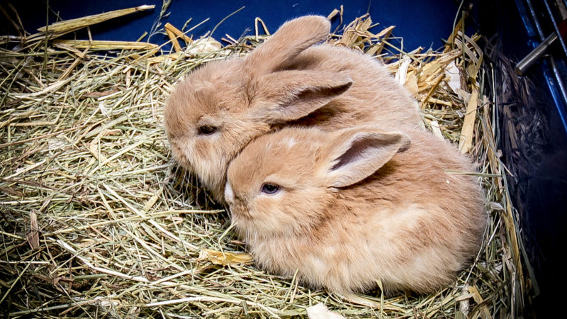 Kaninchen im Gebüsch ausgesetzt (Foto: SAT.1 NRW)