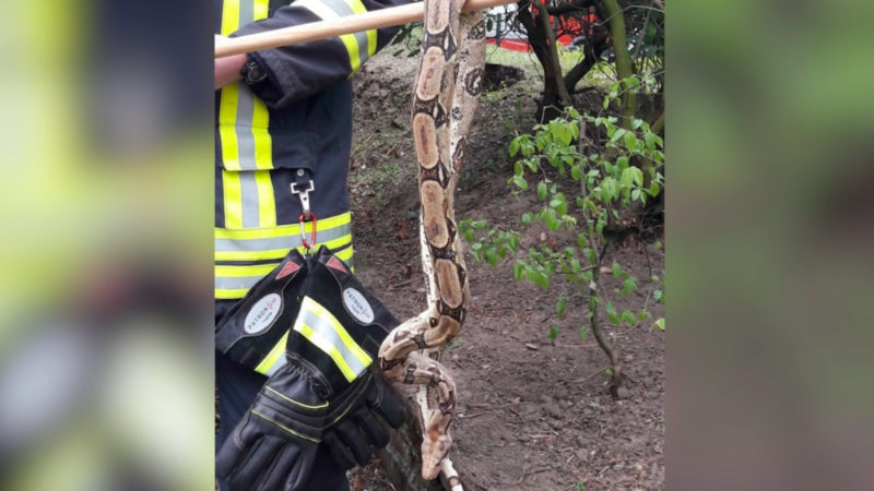 Würgeschlange gefunden (Foto: SAT.1 NRW)