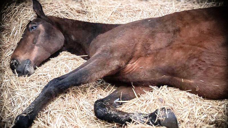 Giftanschlag auf Reitpferde (Foto: SAT.1 NRW)