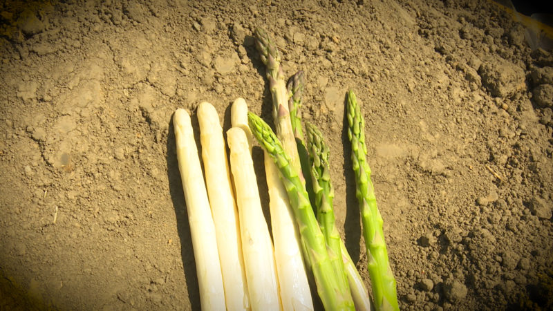 STREIT UM SPARGEL (Foto: SAT.1 NRW)