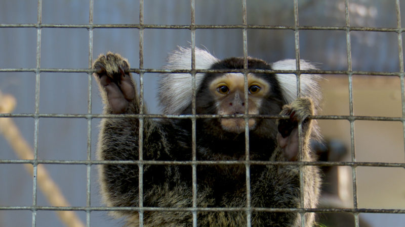 Affe Jimmy ist wieder da (Foto: SAT.1 NRW)