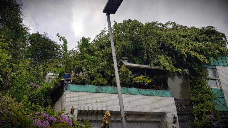 BAUM FÄLLT AUF HAUS (Foto: SAT.1 NRW)