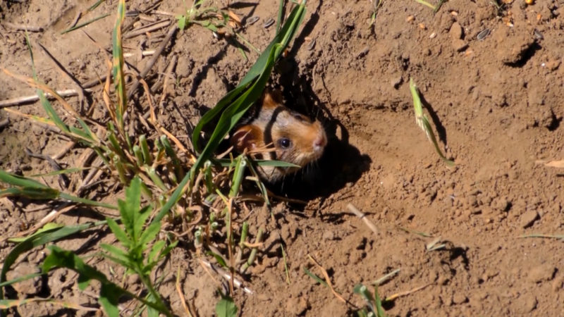 FELDHAMSTER AUSGESETZT (Foto: SAT.1 NRW)