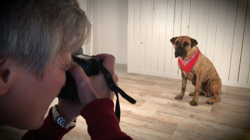 HUNDE AUS DEM TIERHEIM WERDEN ZU MODELS (Foto: SAT.1 NRW)