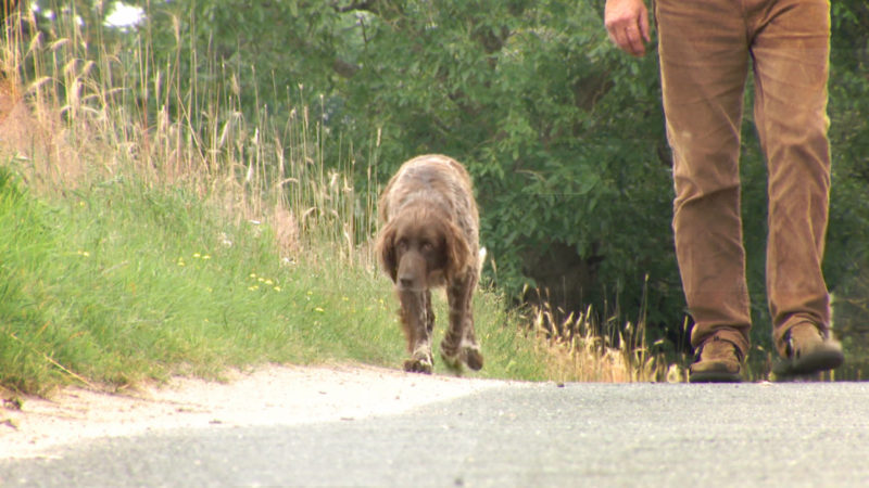 Freilaufende Hunde attackieren Kleintiere (Foto: SAT.1 NRW)