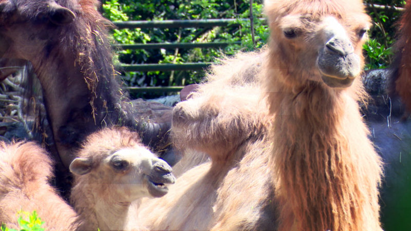 Babyboom im Zoo Duisburg (Foto: SAT.1 NRW)