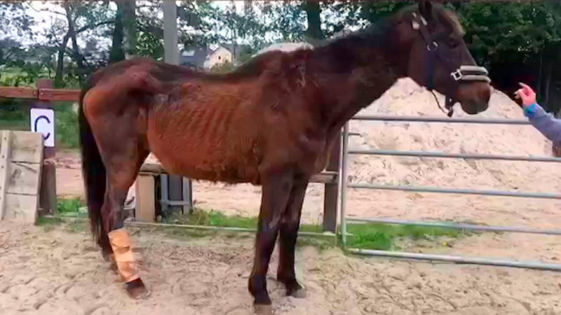 Tierschützer kämpfen um Pferd Aicha (Foto: SAT.1 NRW)