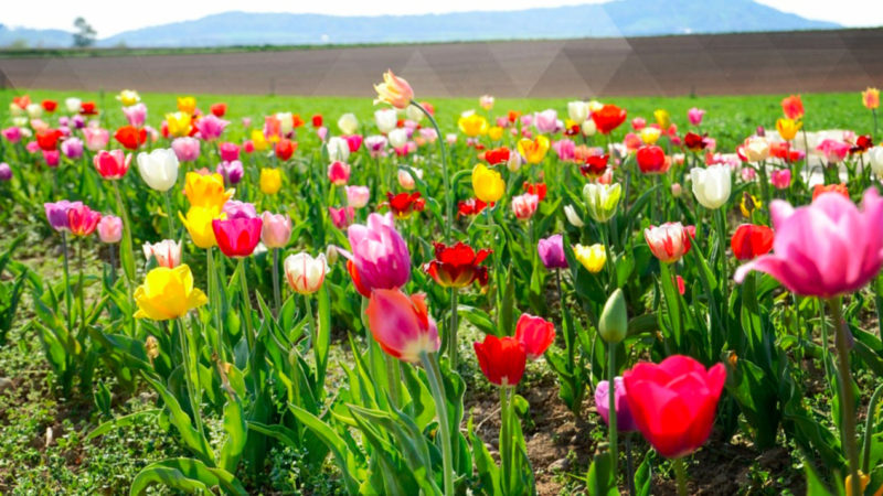 Tulpenfelder blühen wieder (Foto: SAT.1 NRW)