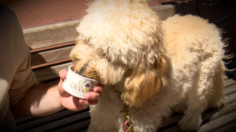 EIS FÜR HUNDE (Foto: SAT.1 NRW)