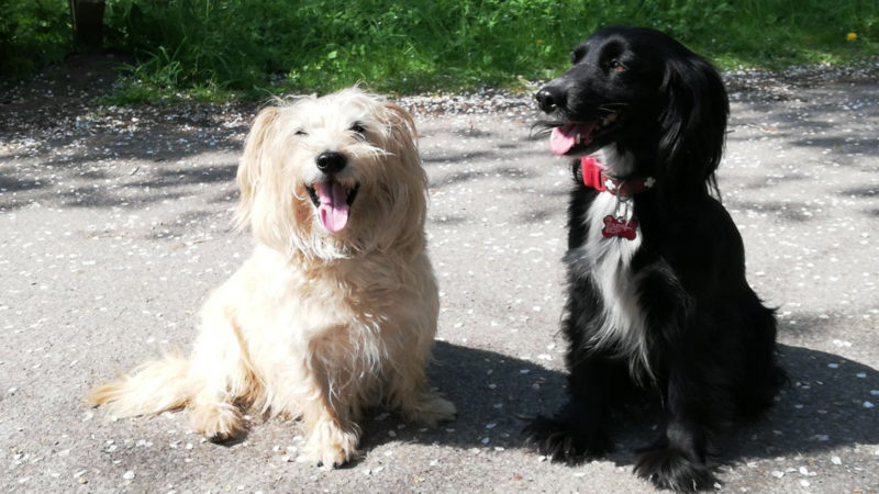 Letzter Wunsch: Neue Besitzer für Hunde (Foto: SAT.1 NRW)