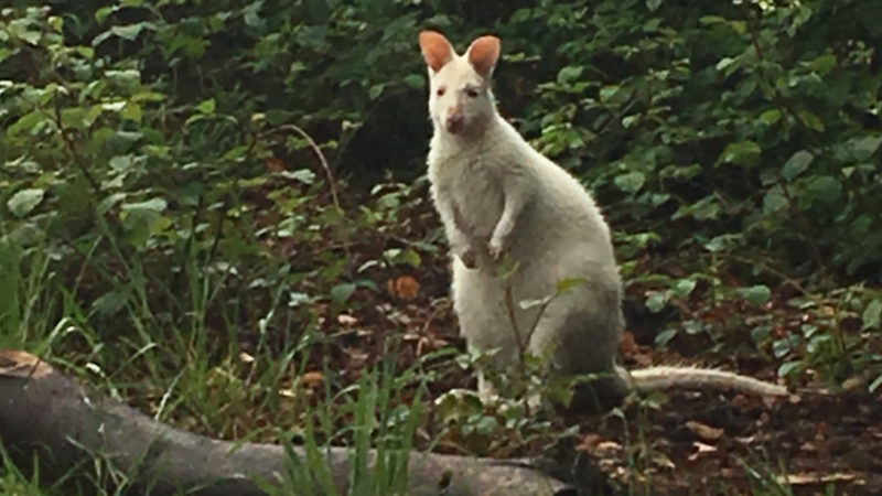 Känguru-Suche in Essen (Foto: SAT.1 NRW)