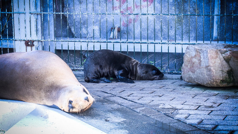 Neue Robbenbabies in Gelsenkirchen (Foto: SAT.1 NRW)