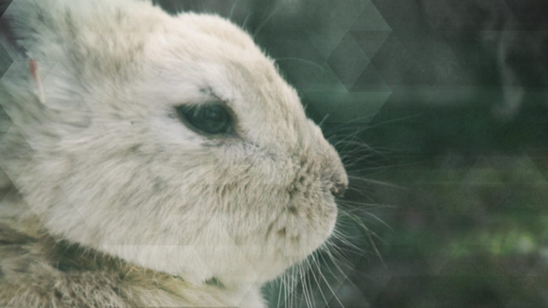 Unbekannte töten Kita-Kaninchen (Foto: SAT.1 NRW)