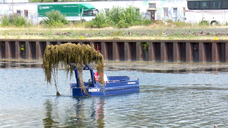 Mähboot im Dortmunder Hafen (Foto: SAT.1 NRW)