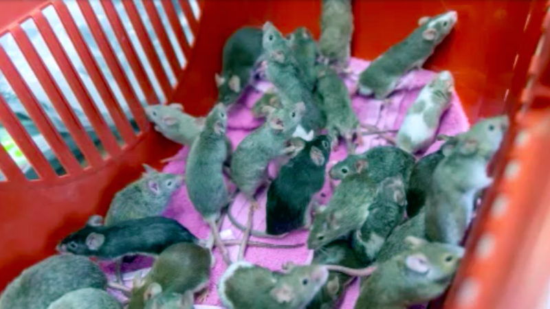 Mann teilt Haus mit 500 Mäusen (Foto: SAT.1 NRW)