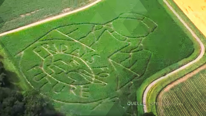 Maislabyrinth für Klimademos (Foto: SAT.1 NRW)