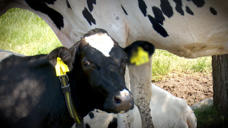 BAUER KÄMPFT UM DIE KÜHE (Foto: SAT.1 NRW)