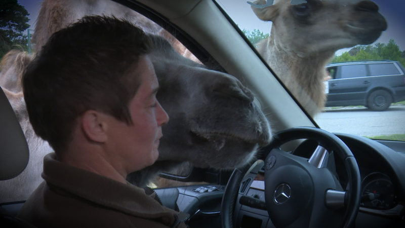 TIERE IM SAFARIPARK FEIERN GEBURTSTAG (Foto: SAT.1 NRW)