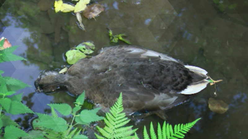 Hat Botox Enten getötet? (Foto: SAT.1 NRW)