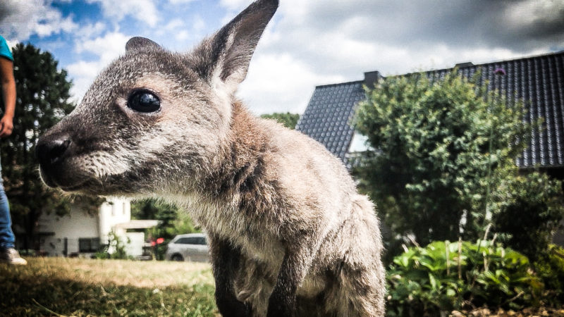 Neue Mami für Kängurubaby (Foto: SAT.1 NRW)