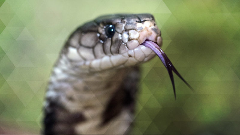 Herne-Kobra lebt, Anwohner zurück im Haus (Foto: SAT.1 NRW)