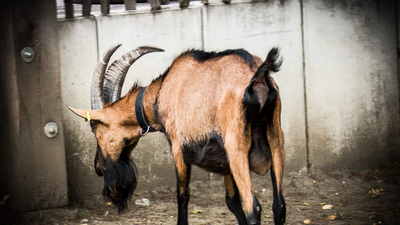 Neuer Geißbock Hennes (Foto: SAT.1 NRW)