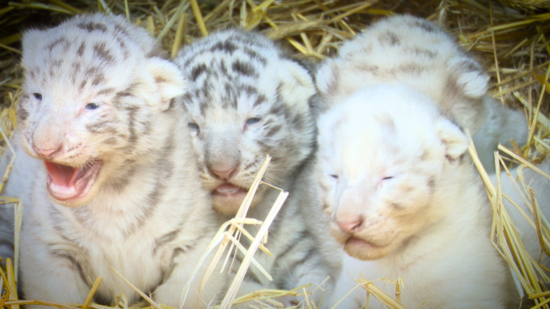 TIGER-NACHWUCHS (Foto: SAT.1 NRW)