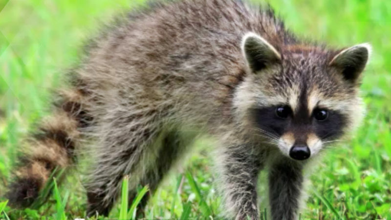 Eingeschleppte Tiere belasten NRW (Foto: SAT.1 NRW)