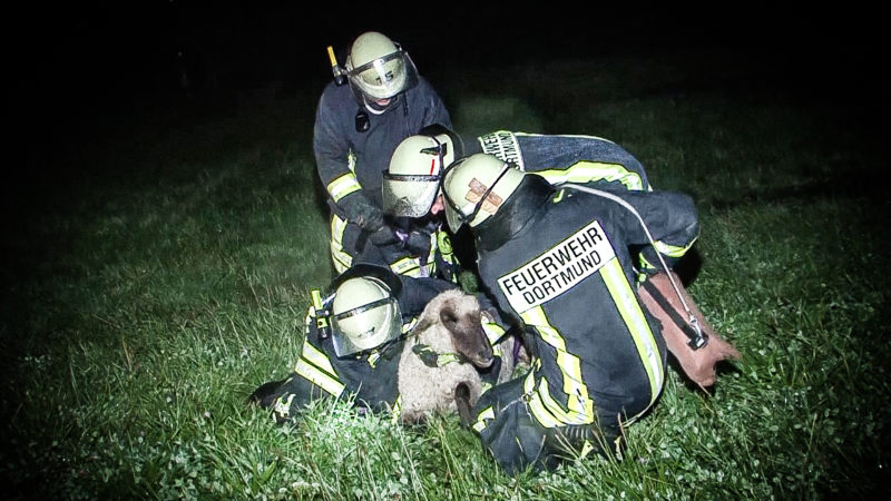 Schafe ertrunken (Foto: SAT.1 NRW)