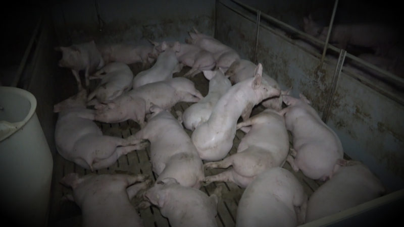 Schweine gequält? (Foto: SAT.1 NRW)
