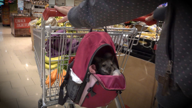 Känguru geht einkaufen (Foto: SAT.1 NRW)