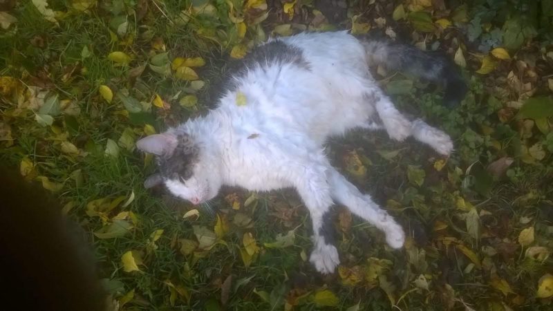 Katzen in Bielefeld vergiftet (Foto: SAT.1 NRW)