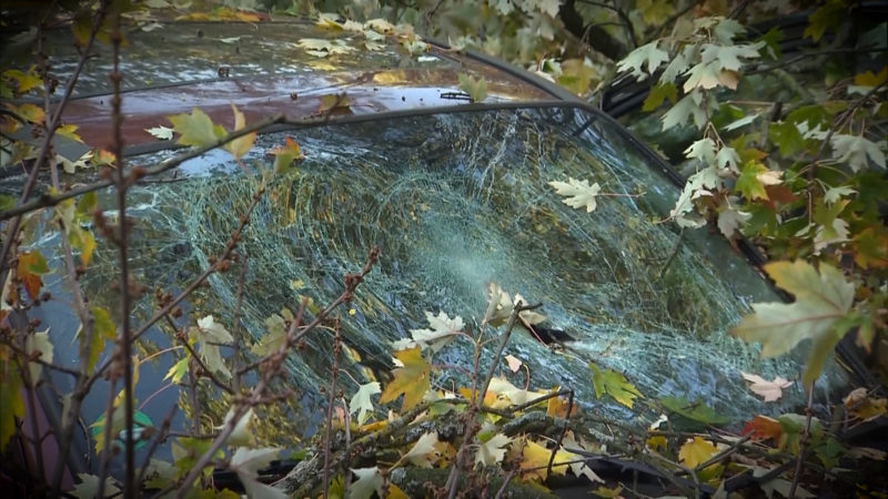 Baum zerquetscht Autos (Foto: SAT.1 NRW)