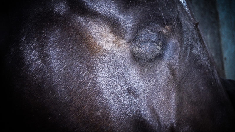 Pferd Lucky ist blind (Foto: SAT.1 NRW)